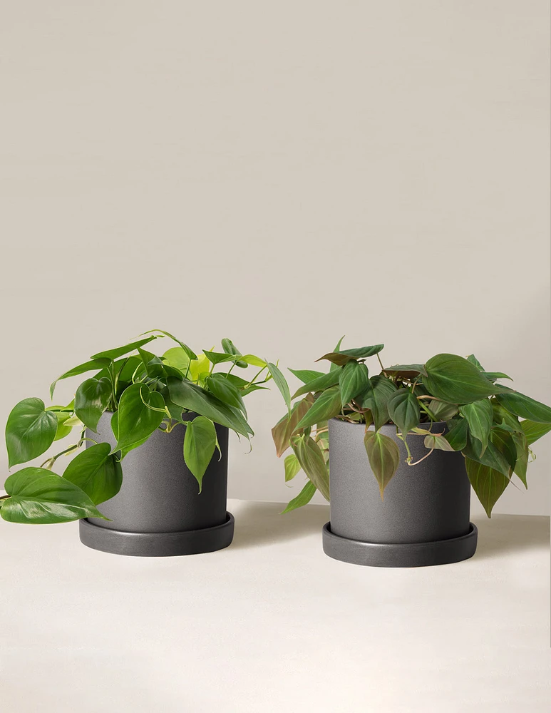 The Philodendron Duo