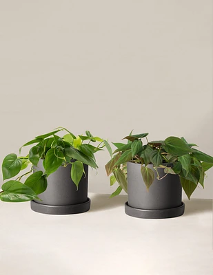 The Philodendron Duo