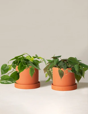 The Philodendron Duo