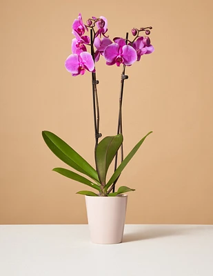 Purple Orchid