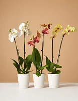 Orchid Subscription ( Months