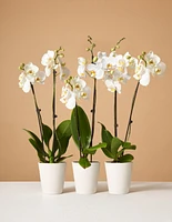 Orchid Subscription ( Months