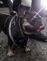 FRESH PAWZ x Death Row Cooling Pet Bandana