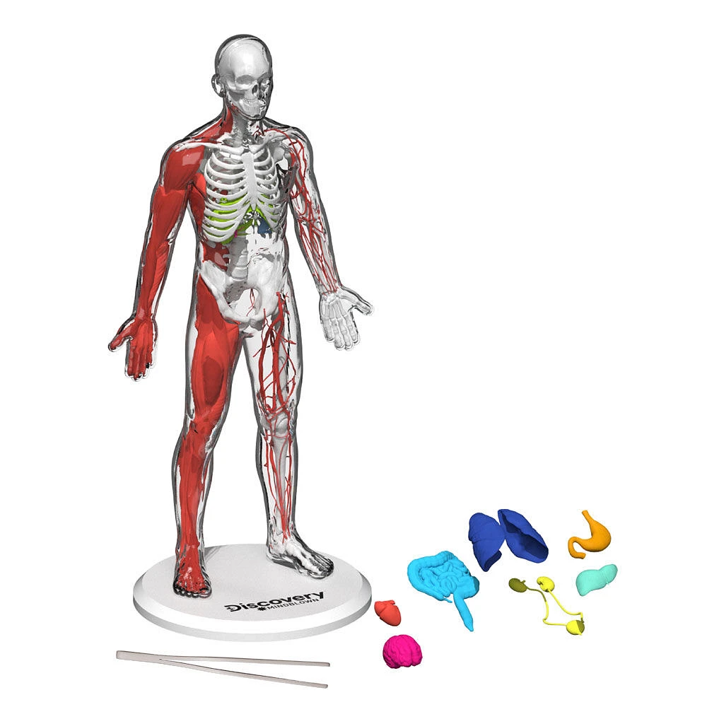 Ensemble Anatomie humaine Discovery