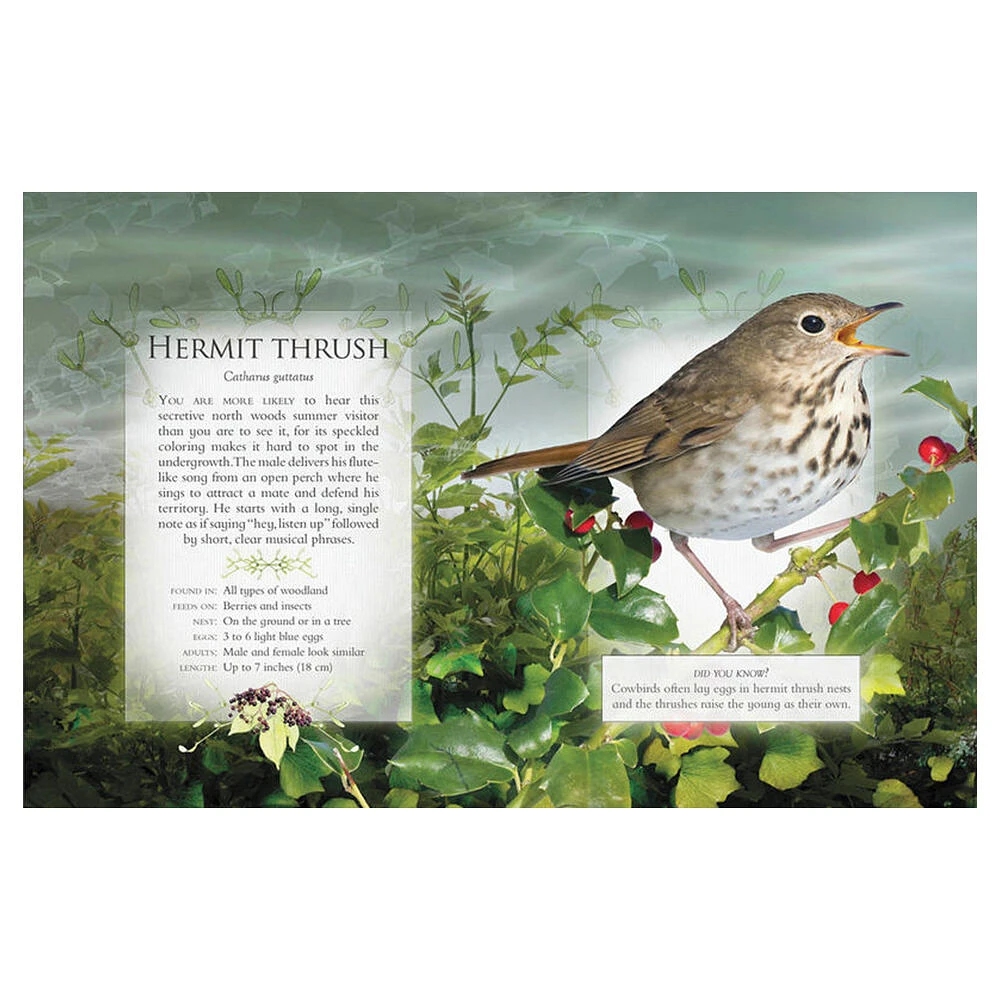 The Little Book of Woodland Bird Songs  - Édition anglaise