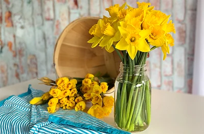 Daffodils Big Bunch - 20 Stems