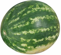 Seedless Watermelon