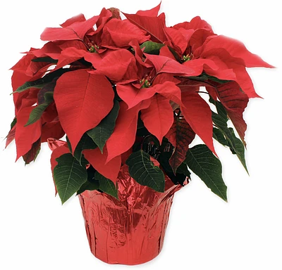 Red Poinsettia