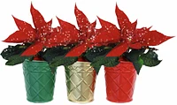 Glittered Poinsettia in Tin