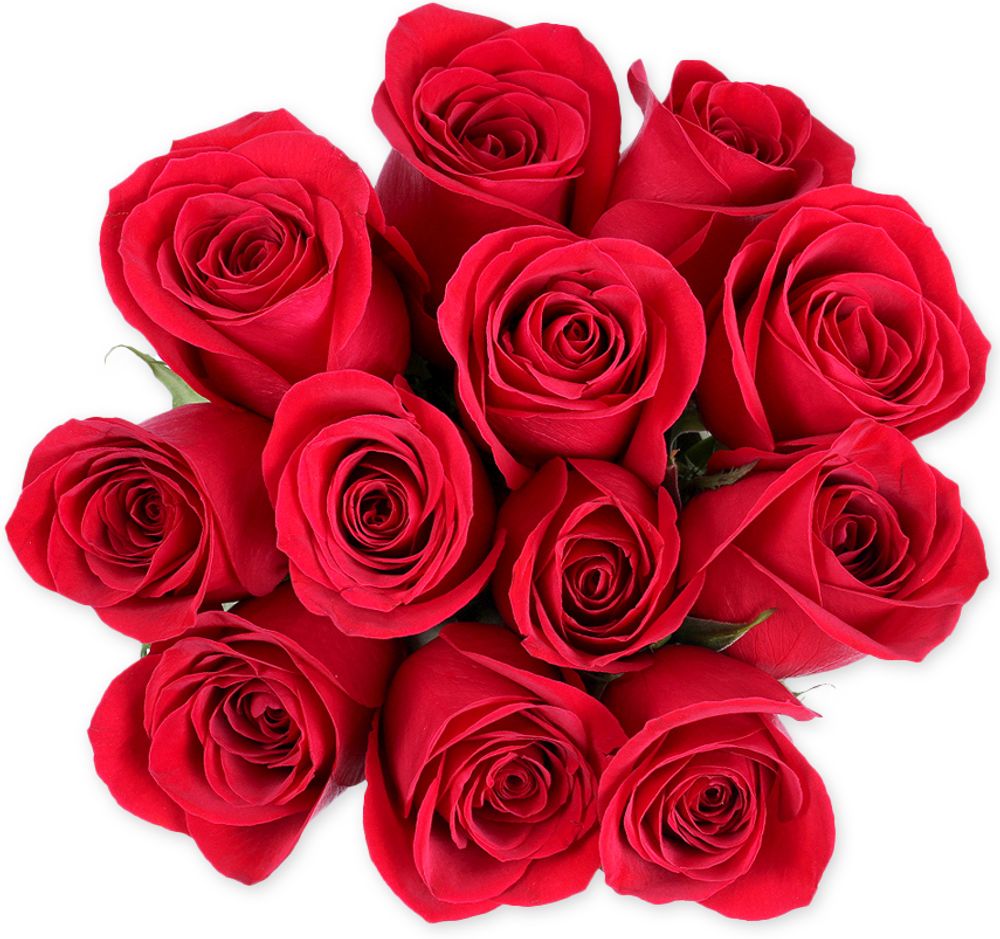 Dozen Red Roses