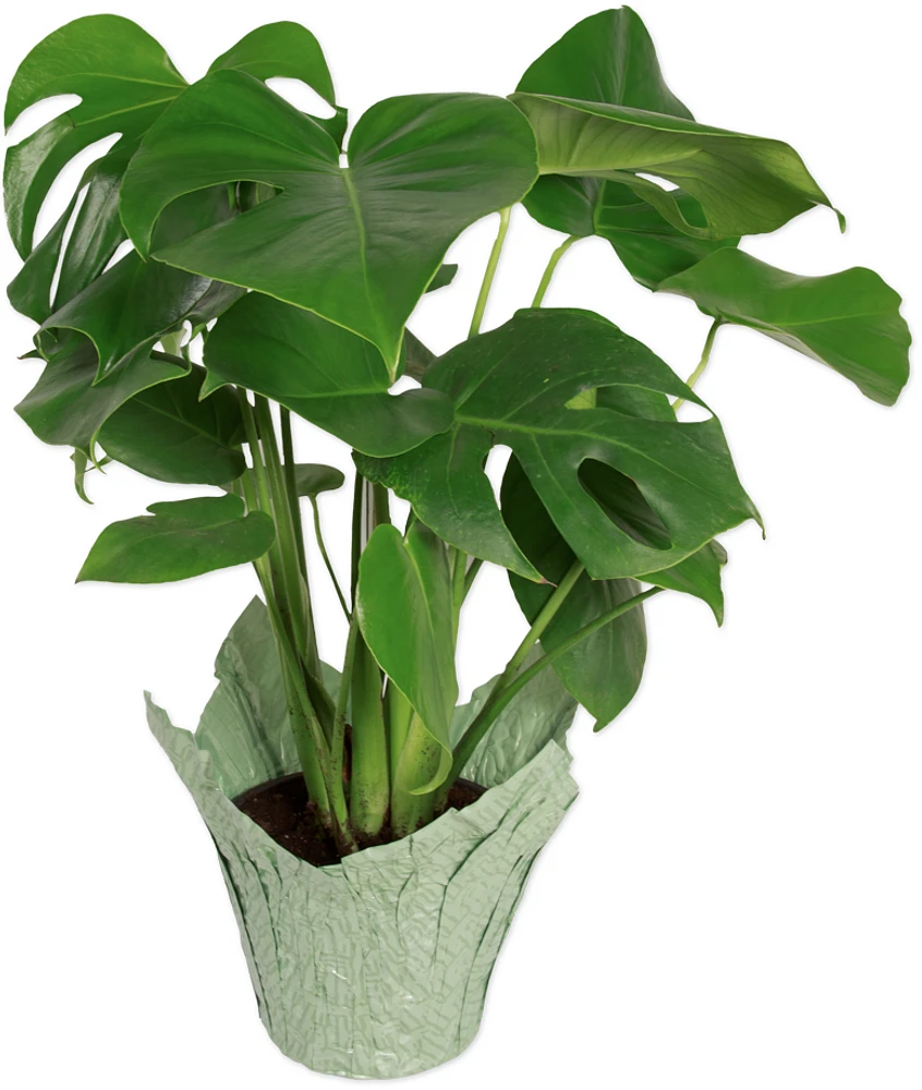 Premium Monstera