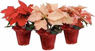 Medium Poinsettia Assorted Colors