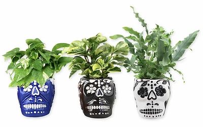 Sugar Skull with Premium Foliage