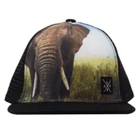 Snapback cap (Elephant)