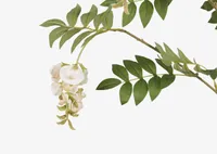 Byer Wisteria Branch Ivory