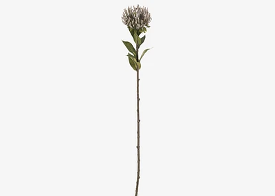 Jada Leucosper Mum Stem Purple