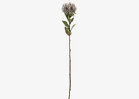 Jada Leucosper Mum Stem Purple