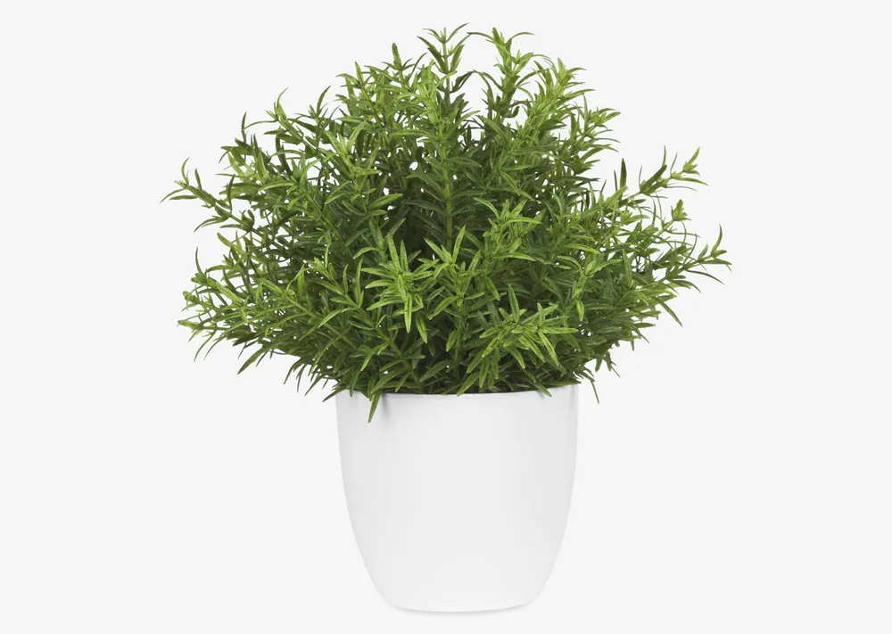 Leesa Rosemary Potted