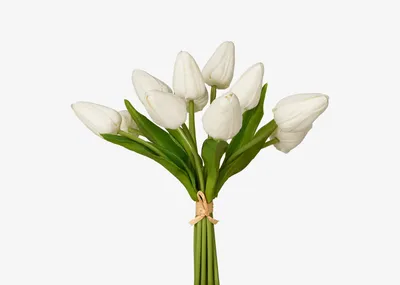 Berdine Tulip Bundle