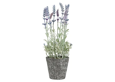 Dolores Lavender Plant Potted