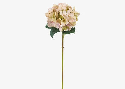 Gretel Hydrangea Stem