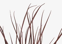 Gracelyn Elephant Grass Bush