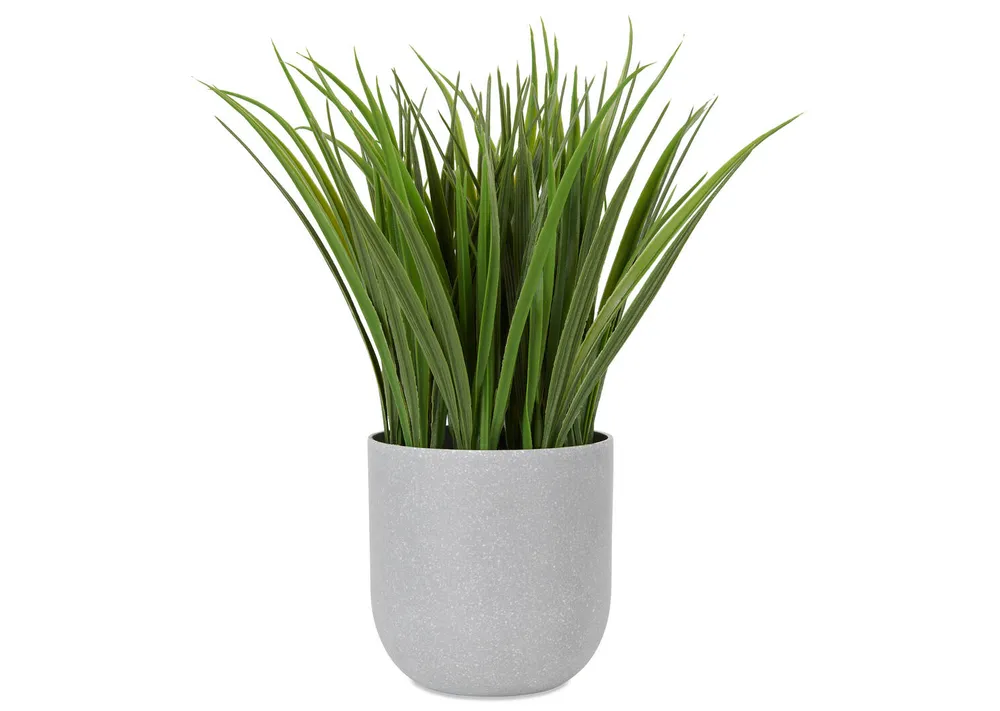 Dani Grass Plant Potted