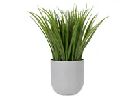 Dani Grass Plant Potted
