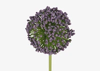 Etna Allium Stem Purple