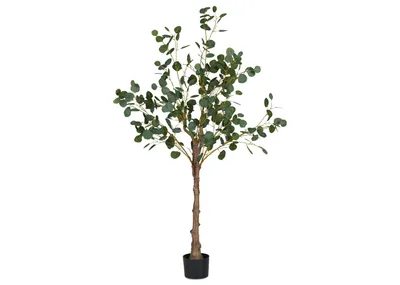 Keimi Eucalyptus Tree Potted