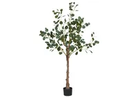 Keimi Eucalyptus Tree Potted