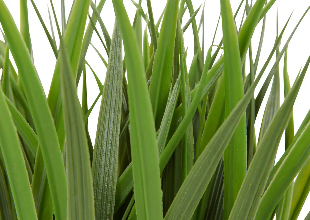 Dani Grass Plant Potted