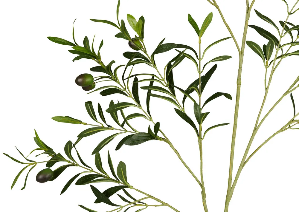 Fen Olive Branch