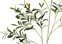 Fen Olive Branch