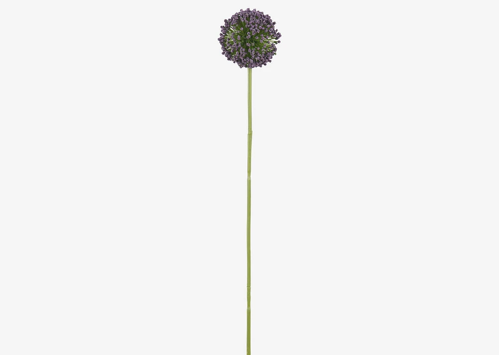 Etna Allium Stem Purple