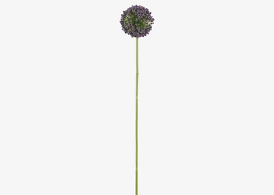 Etna Allium Stem Purple