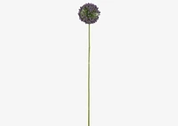 Etna Allium Stem Purple