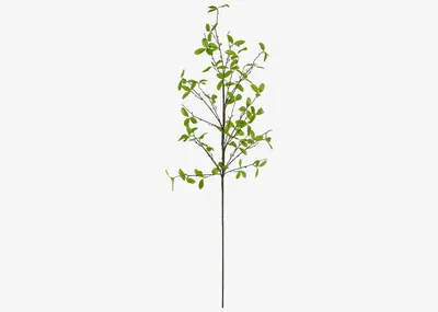 Privet Leaf Branch