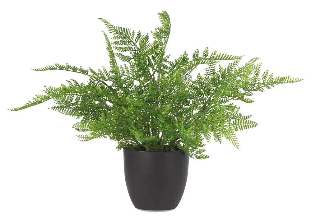 Kady Lace Fern Potted