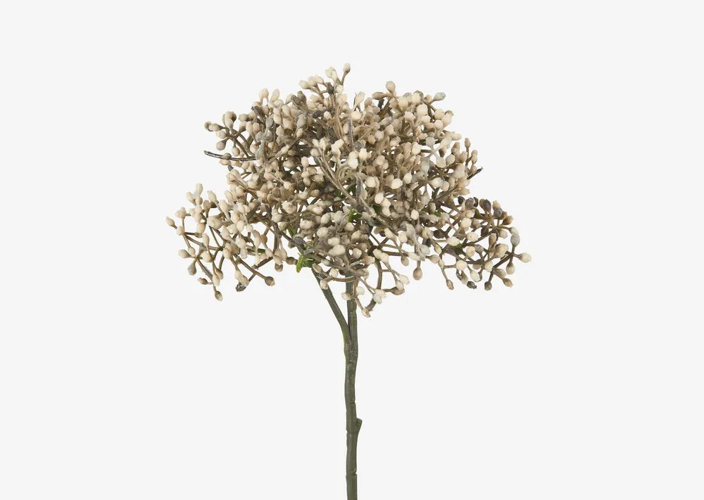 Beare Elderberry Stem Natural