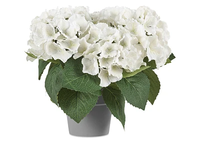 Marji Hydrangea Potted