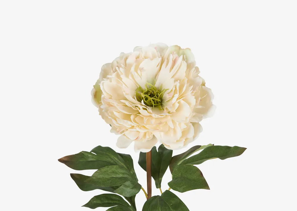 Jayde Peony Stem Ivory