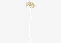 Beare Elderberry Stem Ivory