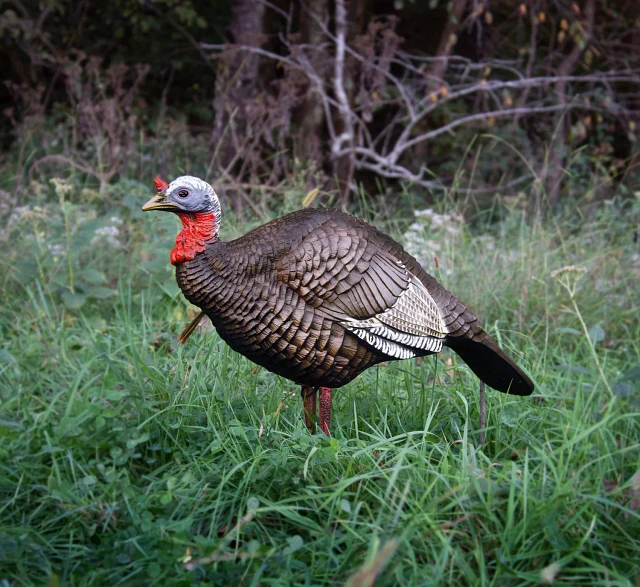 Avian 1/2 Strut Jake shops Turkey Decoy