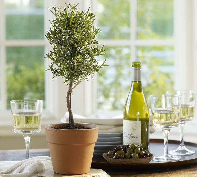 Pottery Barn Live Rosemary Topiary The Summit
