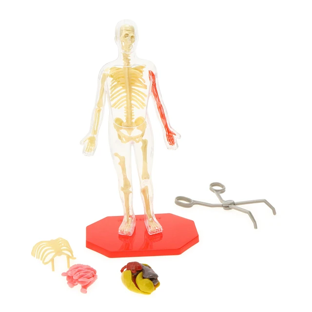 【新品】4D VISION FULL SKELETON MODEL DOG 犬 4D Vision Full Skeleton Dog Anatomy Model