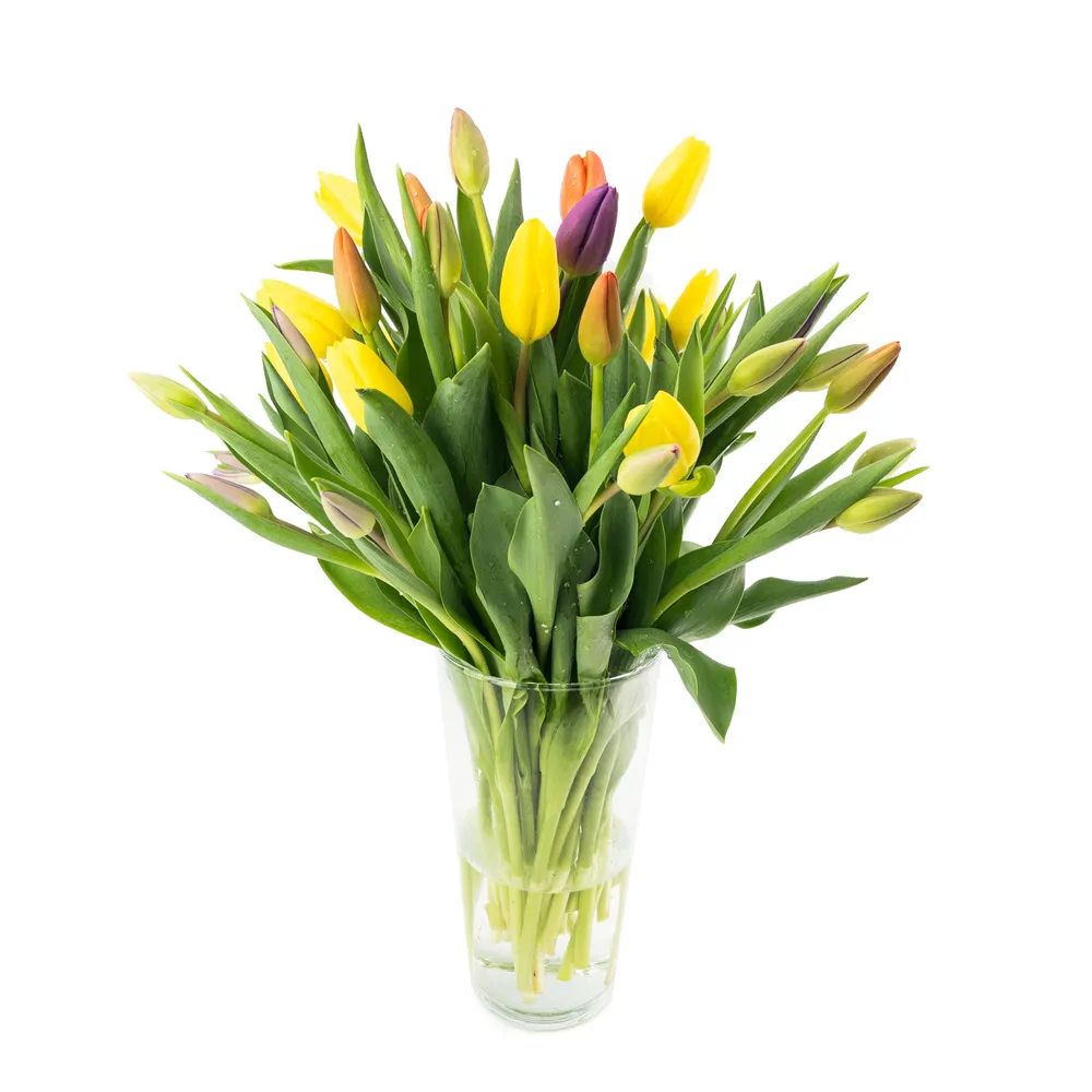 Flores tulip outlet