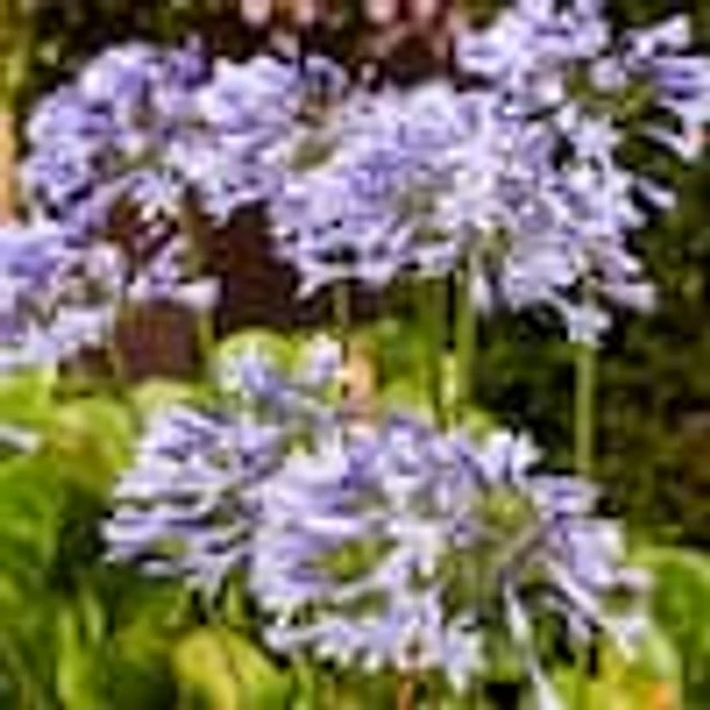 Van Zyverden 3ct Roots Lily Agapanthus Blue | The Market Place