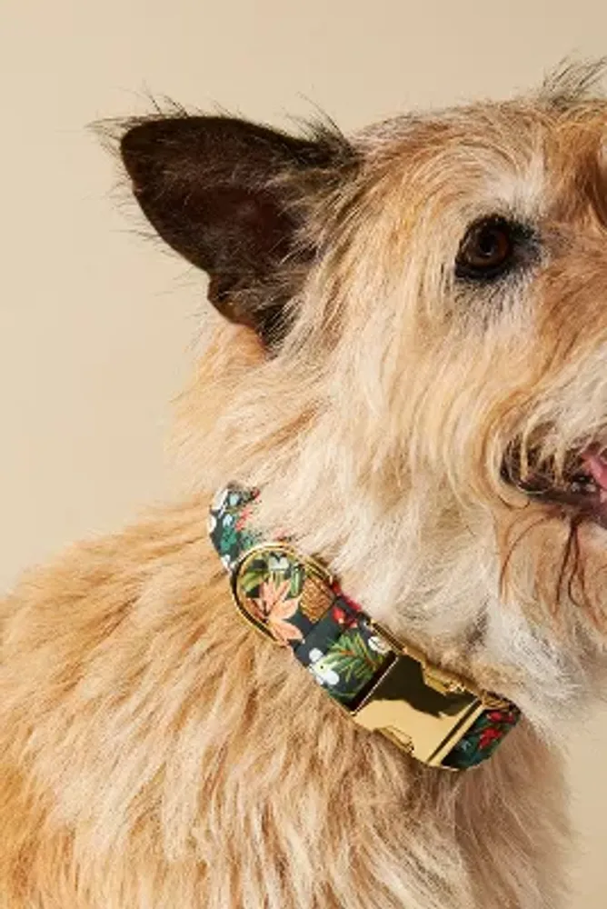 Anthropologie dog outlet leash