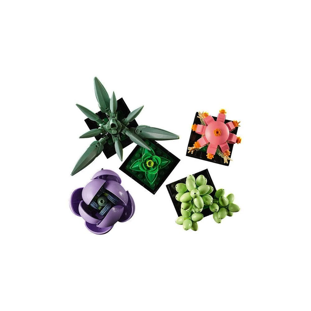 Icons Succulents 10309 offers